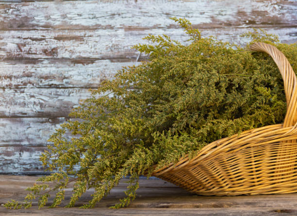 Artemisia Annua